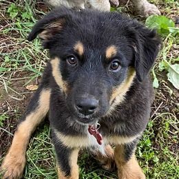 Australian Shepherds, Miniature Australian Shepherds, and Toy Australian Shepherds from Bit O' Bliss Aussies LLC