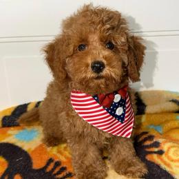 Daffodil - Red  female Goldendoodle puppy in Beecher, Illinois from Erica’s Doodles