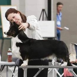 Harrison  - Cardigan Welsh Corgi