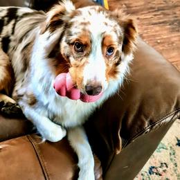 Australian Shepherd All Grown Up from Cobler Farms