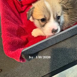 Girl 2 - female Pembroke Welsh Corgi puppy in Xenia, Ohio from Dosado Corgis