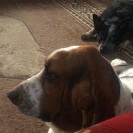 Basset Hounds from Sage Acres
