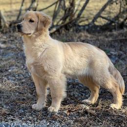 Golden Retrievers from Coachs Goldens