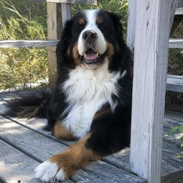 Bernese Mountain Dog All Grown Up from Willow Wood Bernese