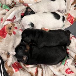 Dachshund Puppies from Whispering Willow Dachshunds