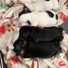 Dachshund Puppies from Whispering Willow Dachshunds