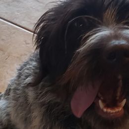 Wirehaired Pointing Griffons from De jac pine kennel