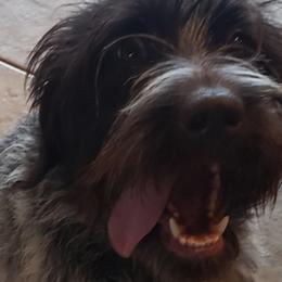 Wirehaired Pointing Griffons from De jac pine kennel