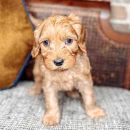 Payton - Red female Australian Labradoodle puppy in Decatur, Alabama from Southern Meadows Doodles