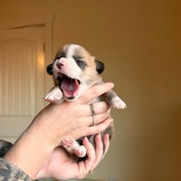April - Red female Pembroke Welsh Corgi puppy in Springfield, Missouri from Hansen Corgis
