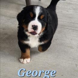 George - Black rust and white male Bernese Mountain Dog puppy in Auburn, Indiana from Swamp Creek Berners