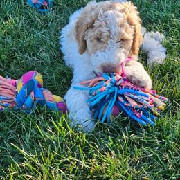 Boy 3 - Parti male Poodle puppy in Detroit, Michigan from Pretty Spoiled Spoos llc