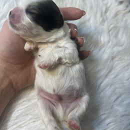 Boy 1 - Sable and white male Shih Tzu puppy in Tenino, Washington from Fantasy Realm Shih Tzus