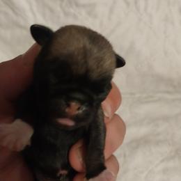 Girl 1 - Fawn female Pug puppy in Gadsden, Alabama from Gadsden Pugs