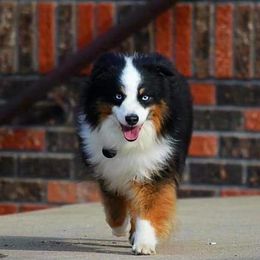 Miniature Australian Shepherds and Toy Australian Shepherds from Willow Lane Ranch