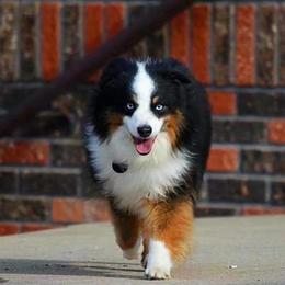 Miniature Australian Shepherds and Toy Australian Shepherds from Willow Lane Ranch