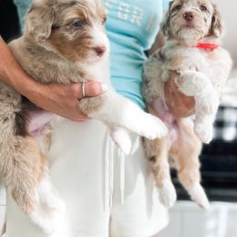Aussiedoodle, Bernedoodle, Goldendoodle, and Poodle Puppies from Teddy Doodles & Standard Poodles