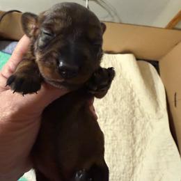 Female - Wild boar female Dachshund puppy in Marinette/Green Bay, Wisconsin from Incahoots Smooth and Wirehaired Dachshunds