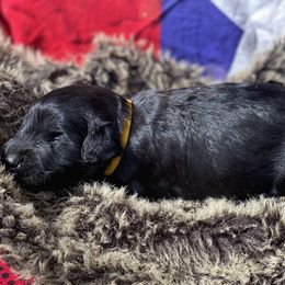 Poodle and Whoodle Puppies from Kalin’s K9s