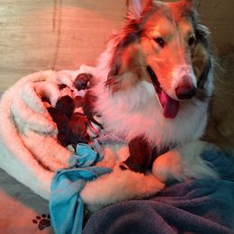 Collie Puppies from Campers Collies