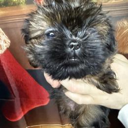 Divinity - Sable female Shih Tzu puppy in Russellville, Kentucky from The Patriot Tzu