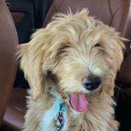 Goldendoodles from Travis Street Doodles & Poodles