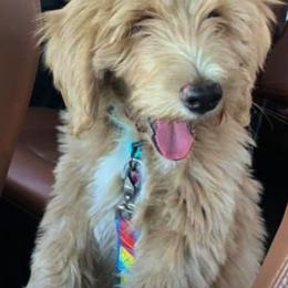 Goldendoodles from Travis Street Doodles & Poodles