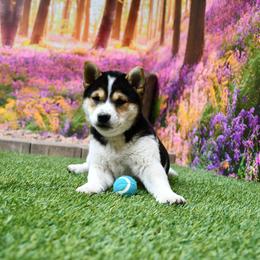 Dusty - Black and tan male Shiba Inu puppy in Arcola, Illinois from Highline Puppies
