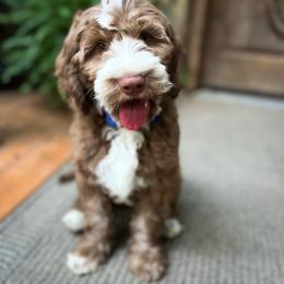 Linden - Chocolate male Australian Labradoodle puppy in Rising Fawn, Georgia from Novalie Australian Labradoodles