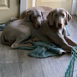 Weimaraner Puppies from Jennifer Anne's Weimaraners
