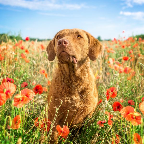 Chesapeake Bay Retriever