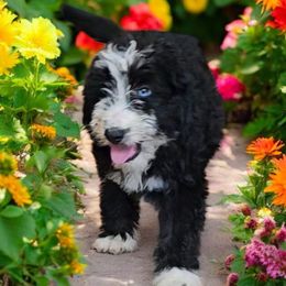 Jasmine - Black and white female Aussiedoodle puppy in Lithia, Florida from Waterford Doodle Farm