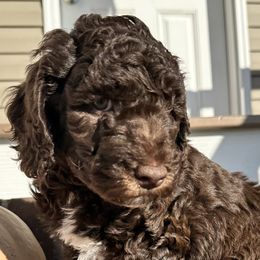 Australian Shepherds and Goldendoodles from Dreamland Aussies & Poodles