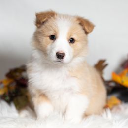 Harvest - White and gold male Border Collie puppy in Conway, Missouri from 2J 2K Border Collies | Maremma Sheepdogs