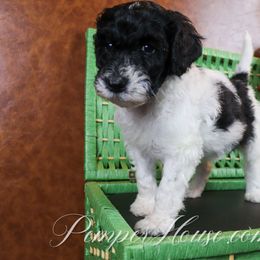 Girl 1 - Parti Poodle puppy in Sarver, Pennsylvania from Pemper House Poodles