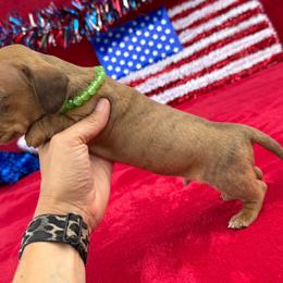 Lawson - Brindle male Dachshund puppy in Lincoln, Arkansas from Red Dirt Dachshunds