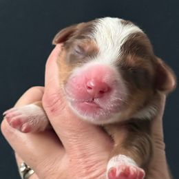 Maple - female Australian Mountain Doodle puppy in Cortez, Colorado from Sassy Pants Pups