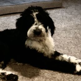 Oaklee - Aussiedoodle