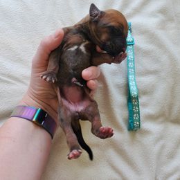 Rhodesian Ridgeback Puppies from Monarch Rhodesian Ridgebacks