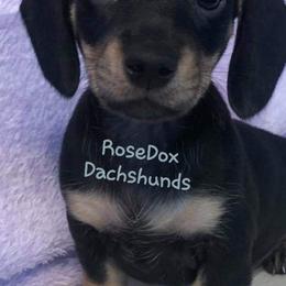 Dachshunds from RoseDox Dachshunds