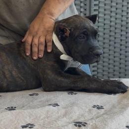 White Collar - AKC and ICCF Champion Sired Girl - Black brindle female Cane Corso puppy in Gorman, Texas from McOmber Country Kennels