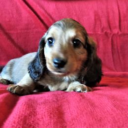 Dachshund Puppies from Brenda Johnson