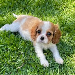 Peter - Blenheim male Cavalier King Charles Spaniel puppy in Diberville, Mississippi from Sophie’s AKC Cavaliers