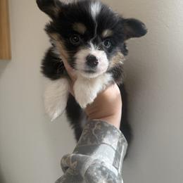 Ditto - Black and tan male Pembroke Welsh Corgi puppy in Red Bluff, California from Wilder Ranch Corgis