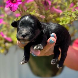 Jersey - Light Pink Girl - Black female Miniature Schnauzer puppy in Oneonta, Alabama from Murphree Valley Kennels