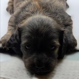 Sausage - Cream Brindle Boy - Brindle male Dachshund puppy in Pueblo, Colorado from HotDachs