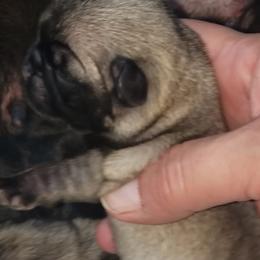 Pug Puppies from Carla's Pugs