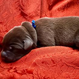 Blue Collar aka Molvic - Chocolate male Labrador Retriever puppy in Alvin, Texas from Red Retrievers