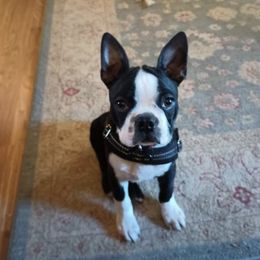 Boston Terrier All Grown Up from Jamie's Boston Terrier Babies