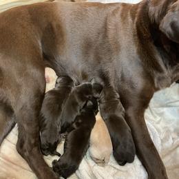 Douglas - Chocolate male Labrador Retriever puppy in Bandera, Texas from The Sugar & Spice Ranch Labrador Retrievers
